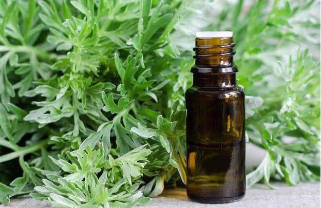 Olejek z bylicy pomoże chorym stawom!